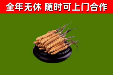 金州区回收散虫草