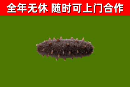金州区回收海参干